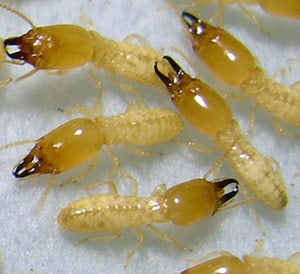 subterranean-termite Soldiers