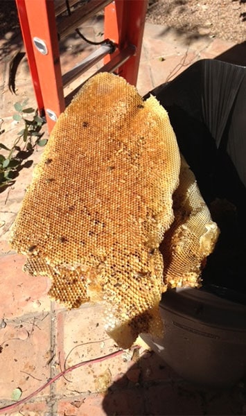 Honeycomb from a Bee Hive in Phoenix