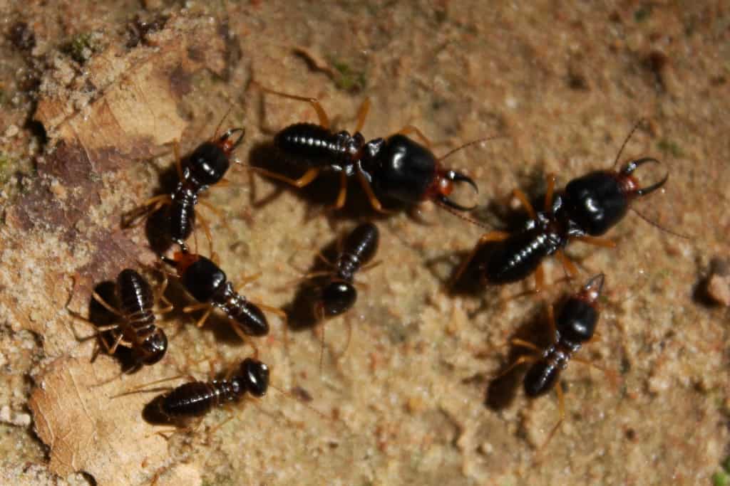 3 Types Of Termites To Watch Out For In Arizona
