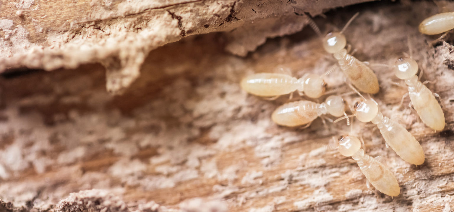 Termite Control Phoenix Top Rated Treatment And Inspection Services