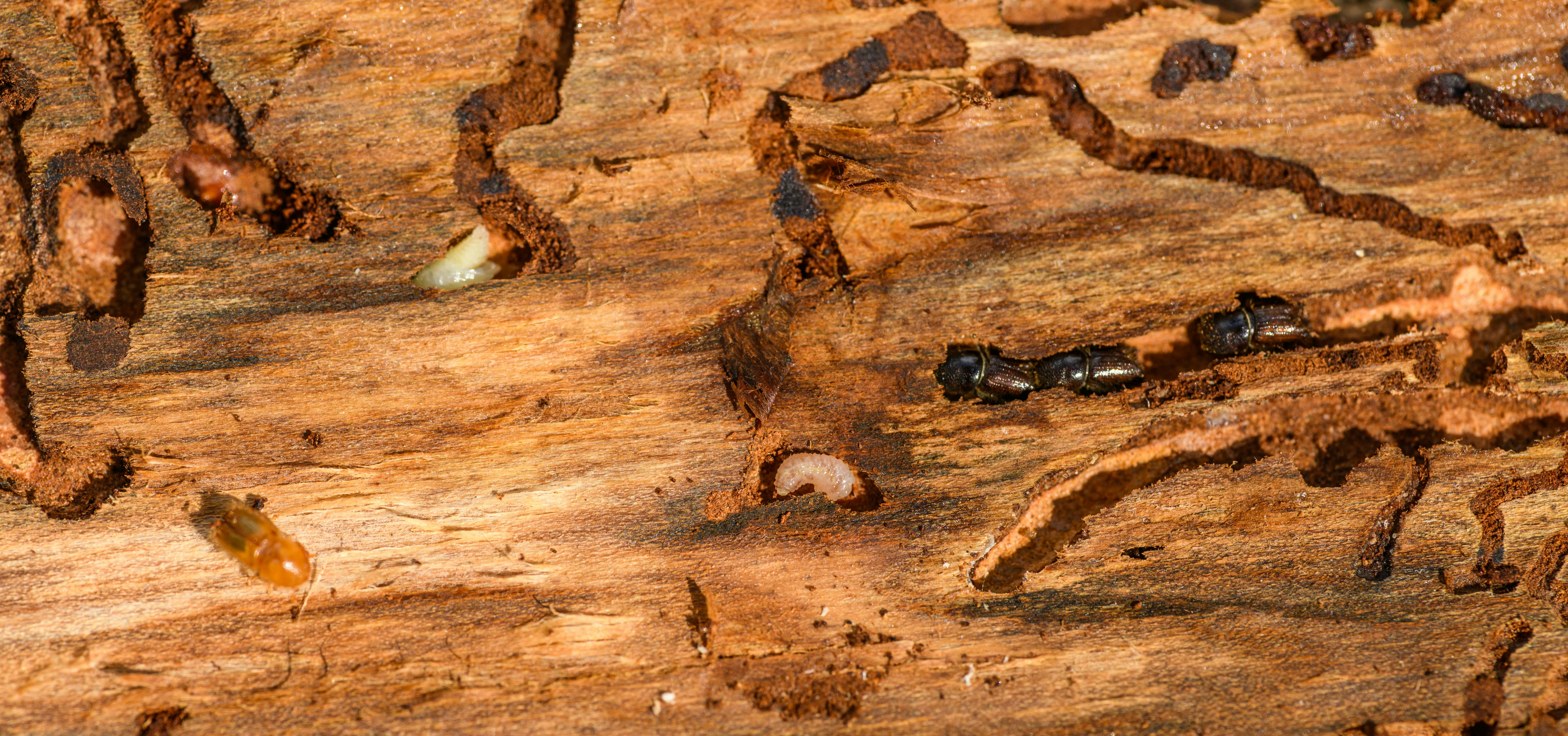 termites